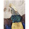 Image 7 : Awesome Golden Pheasant In Flight Bird Taxidermy