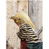 Image 8 : Awesome Golden Pheasant In Flight Bird Taxidermy