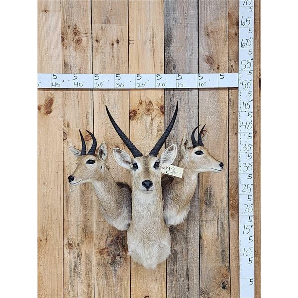 African Reedbuck Triple clustered Shoulder Mount Taxidermy