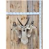 Image 1 : African Reedbuck Triple clustered Shoulder Mount Taxidermy