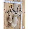 Image 2 : African Reedbuck Triple clustered Shoulder Mount Taxidermy