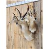 Image 3 : African Reedbuck Triple clustered Shoulder Mount Taxidermy
