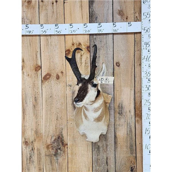 Pronghorn Antelope Shoulder Mount Taxidermy