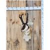Image 1 : Pronghorn Antelope Shoulder Mount Taxidermy