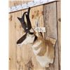 Image 2 : Pronghorn Antelope Shoulder Mount Taxidermy