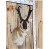 Image 3 : Pronghorn Antelope Shoulder Mount Taxidermy