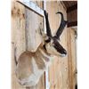 Image 4 : Pronghorn Antelope Shoulder Mount Taxidermy