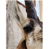 Image 5 : Pronghorn Antelope Shoulder Mount Taxidermy