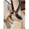 Image 6 : Pronghorn Antelope Shoulder Mount Taxidermy