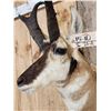 Image 7 : Pronghorn Antelope Shoulder Mount Taxidermy