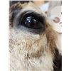 Image 8 : Pronghorn Antelope Shoulder Mount Taxidermy