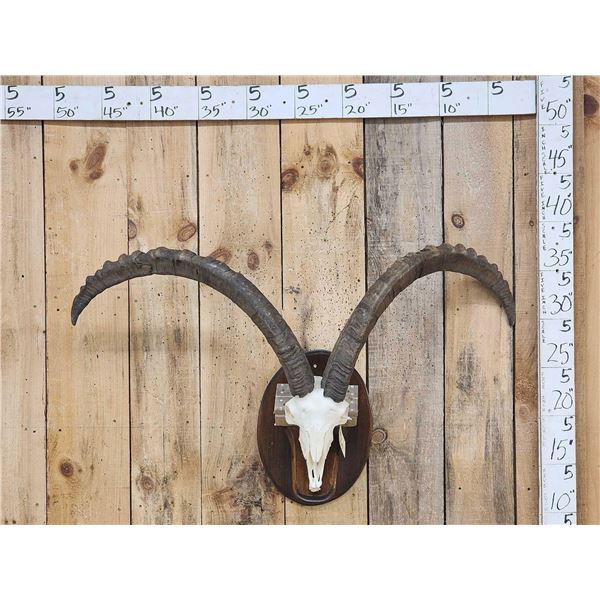 BIG Ibex Skull Taxidermy