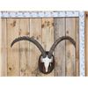 Image 1 : BIG Ibex Skull Taxidermy