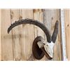 Image 2 : BIG Ibex Skull Taxidermy