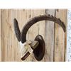 Image 3 : BIG Ibex Skull Taxidermy