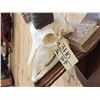 Image 4 : BIG Ibex Skull Taxidermy