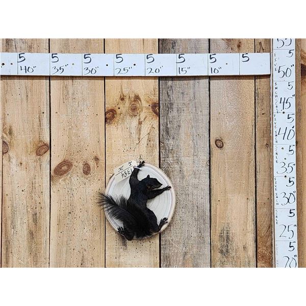 Black Squirrel Full Body Taxidermy Mount