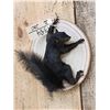 Image 3 : Black Squirrel Full Body Taxidermy Mount