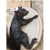 Image 4 : Black Squirrel Full Body Taxidermy Mount
