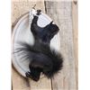 Image 5 : Black Squirrel Full Body Taxidermy Mount