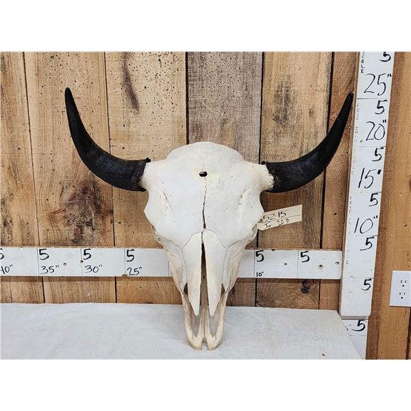 Big American Bison Buffalo Skull Taxidermy