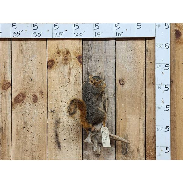 Big Red Squirrel Full Body Taxidermy Mount