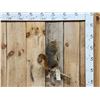 Image 1 : Big Red Squirrel Full Body Taxidermy Mount