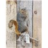 Image 2 : Big Red Squirrel Full Body Taxidermy Mount