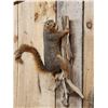 Image 3 : Big Red Squirrel Full Body Taxidermy Mount