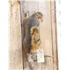 Image 4 : Big Red Squirrel Full Body Taxidermy Mount