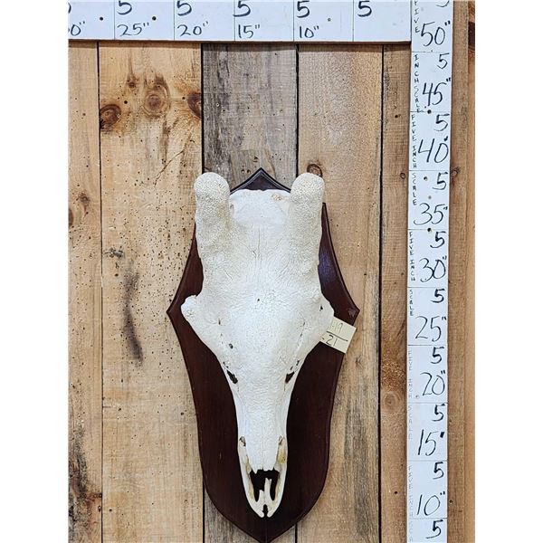 Bull Giraffe Skull Taxidermy