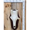 Image 1 : Bull Giraffe Skull Taxidermy