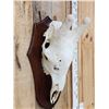 Image 2 : Bull Giraffe Skull Taxidermy