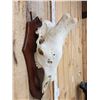 Image 3 : Bull Giraffe Skull Taxidermy