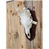 Image 4 : Bull Giraffe Skull Taxidermy