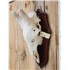 Image 5 : Bull Giraffe Skull Taxidermy