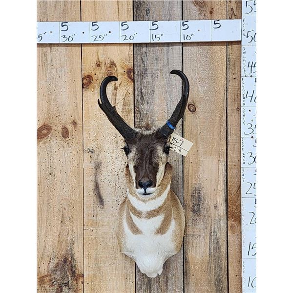 Pronghorn Antelope Shoulder Mount Taxidermy
