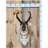Image 1 : Pronghorn Antelope Shoulder Mount Taxidermy