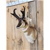 Image 2 : Pronghorn Antelope Shoulder Mount Taxidermy