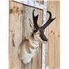 Image 3 : Pronghorn Antelope Shoulder Mount Taxidermy