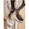Image 4 : Pronghorn Antelope Shoulder Mount Taxidermy