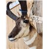 Image 5 : Pronghorn Antelope Shoulder Mount Taxidermy
