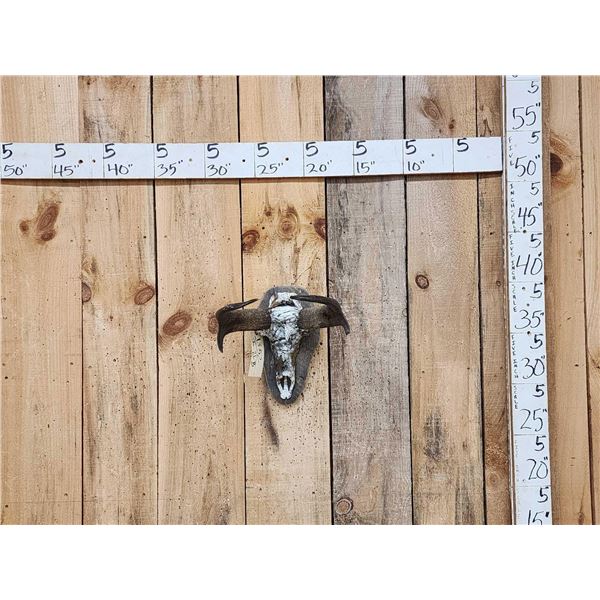 Pronghorn Antelope Skull Taxidermy