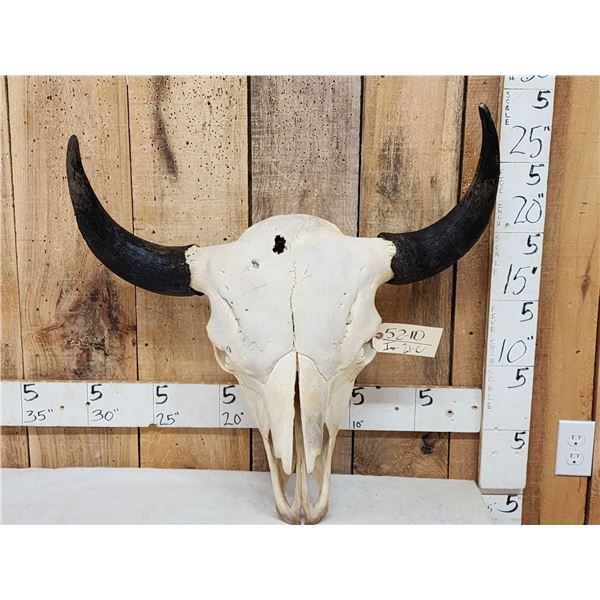 Big American Bison Buffalo Skull Taxidermy