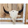 Image 1 : Big American Bison Buffalo Skull Taxidermy