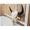 Image 2 : Big American Bison Buffalo Skull Taxidermy