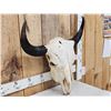 Image 3 : Big American Bison Buffalo Skull Taxidermy