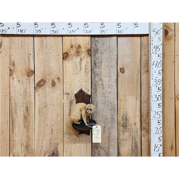 Blonde Mink Full Body Taxidermy Mount