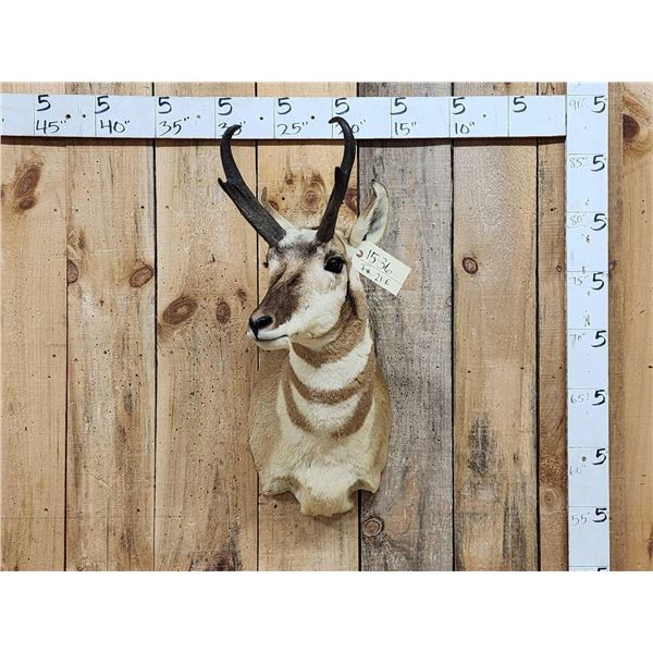 Pronghorn Antelope Shoulder Mount Taxidermy