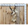 Image 1 : Pronghorn Antelope Shoulder Mount Taxidermy